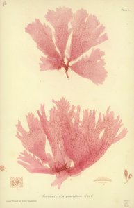 İngiliz Deniz Yosunu (doğa baskılı) by English School